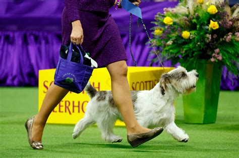 Westminster Dog Show Where to Watch: A Canine Extravaganza and Beyond